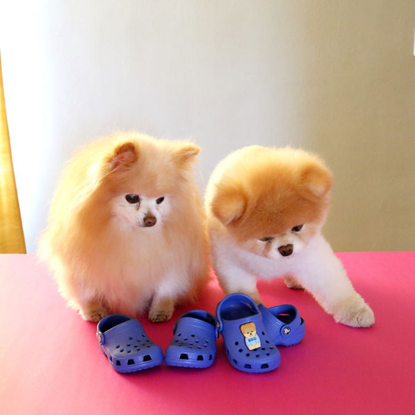 doggy crocs