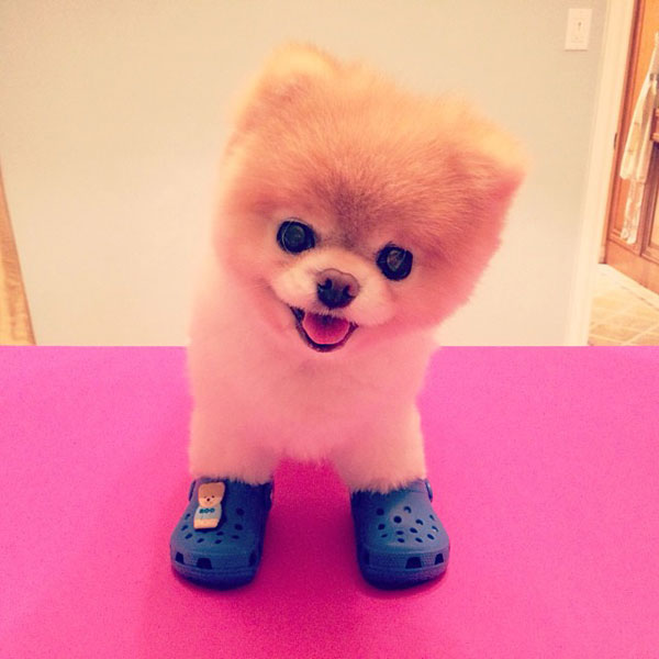 crocs shoes for dogs