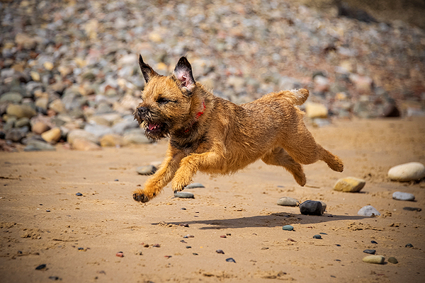 famous border terriers