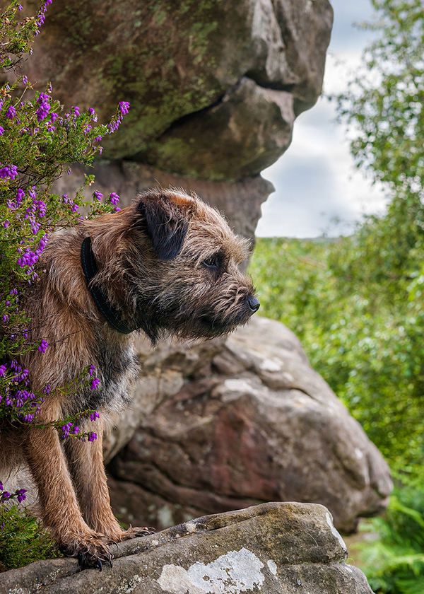 famous border terriers