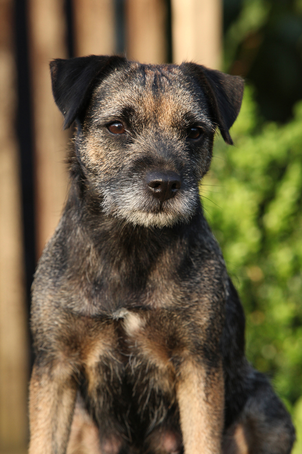 hansa border terrier