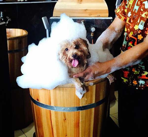 Celebrate National Bubble Bath Day With These Instagram Pups in Tubs!