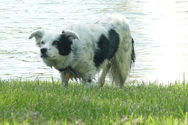 Border Collie Trained to Recognize 1,022 Nouns Dies - The New York Times