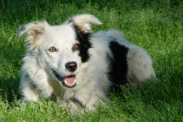 What toys do you have for your Border Collie? Mine keeps ripping hers apart  😅 : r/BorderCollie