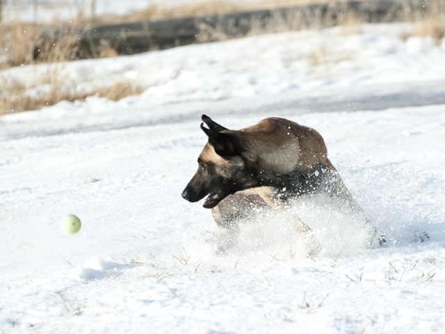 fawn sable belgian malinois