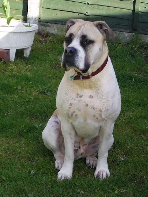 white boerboel