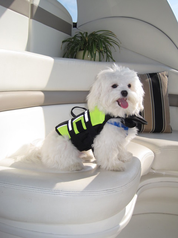 cute dog life jacket