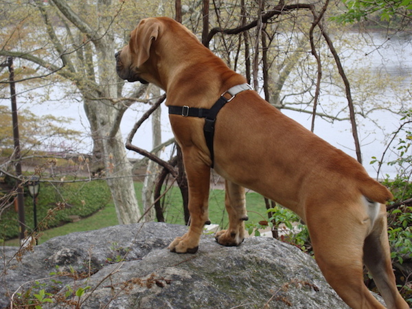 boerboel ridgeback