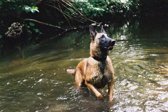 belgian malinois fawn sable