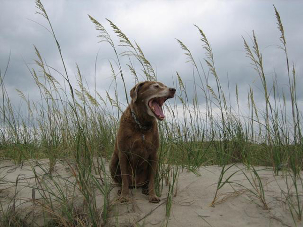 ash chesapeake bay retriever