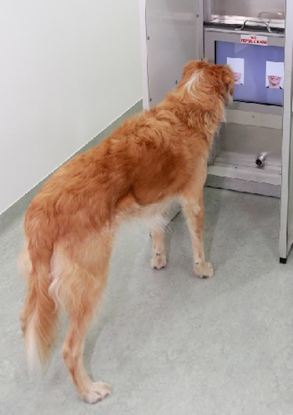 The research is proving that dogs use visual cues more than some people previously thought. (Photo by Clever Dog Lab, Messerli Research Institute, Vetmeduni Vienna)