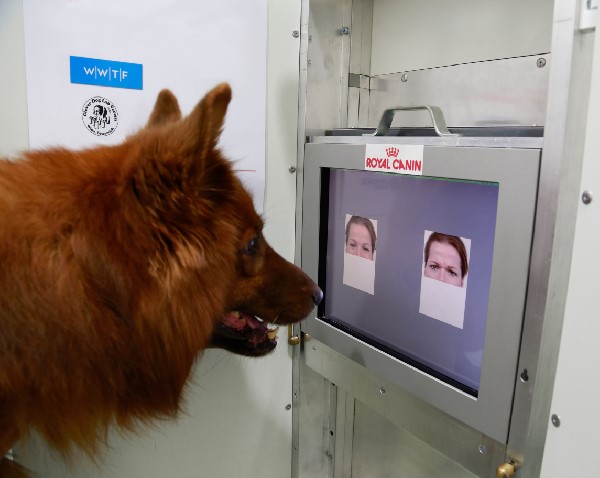 At the Clever Dog Lab in Vienna, Austria, a pup distinguishes between happy and angry facial expressions in humans. (Photo by Anjuli Barber, Messerli Research Institute, Vetmeduni Vienna)
