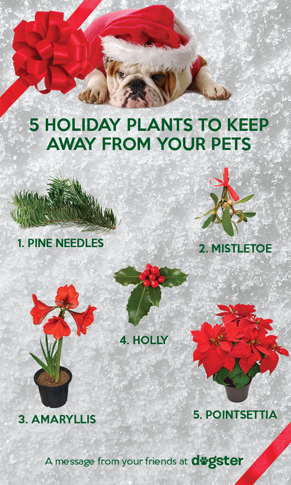 poinsettia bad for dogs