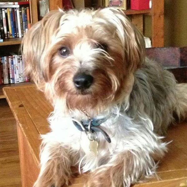 yorkshire terrier big size