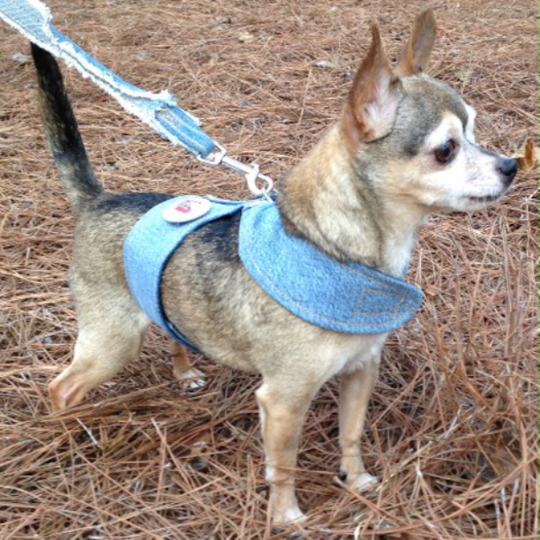 Doggie Clothing Dogster