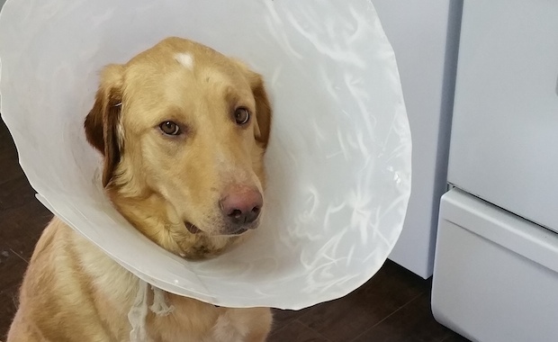 dog cone of shame