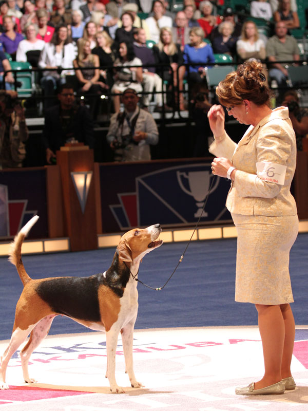 Here's Who Won the AKC/Eukanuba National Championship Dog Show Dogster