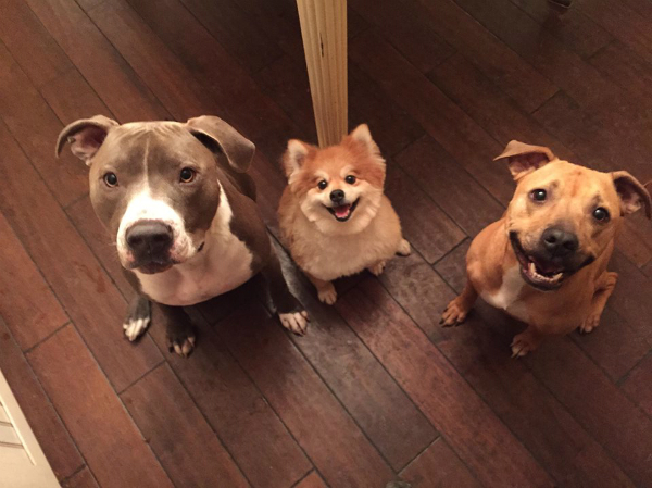 Hudson fits right in with his siblings, Simba and Sami.