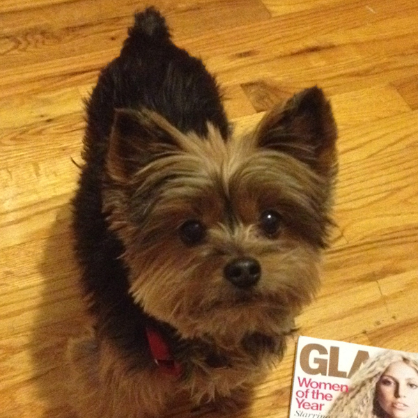 getting a new dog after losing one