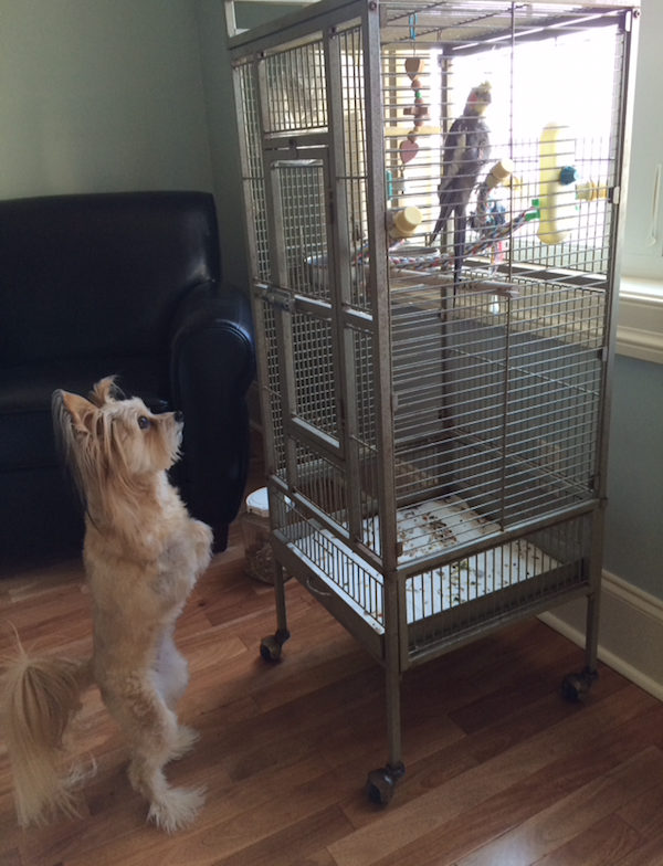 Petie is spending more time indoors these days, but Jeanie is still checking up on him.