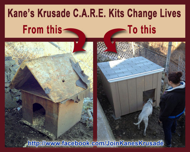 Kane the Pit Bull Is on a Crusade to Help Dog Owners Dogster