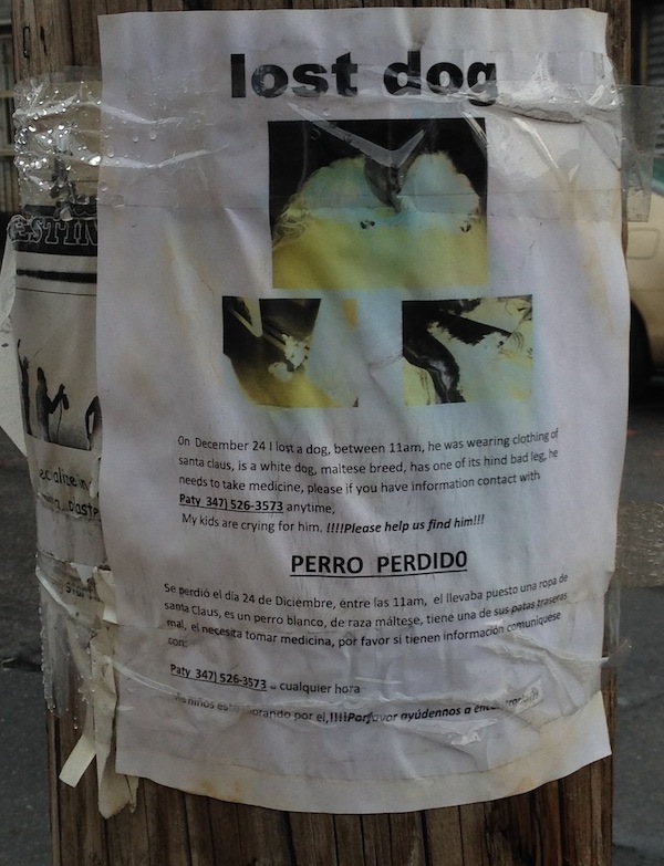 how to make lost dog flyers