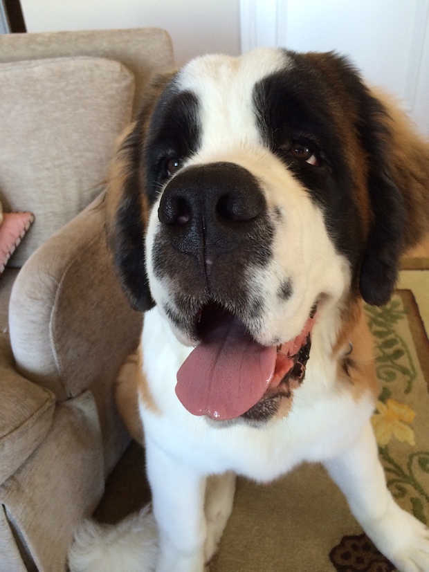i want to breed my saint bernard