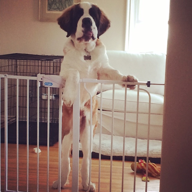 saint bernard apartment