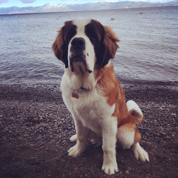 Despite What Strangers Assume My Massive Dog Does Great In But Even Though That Stuff Is True It Also Shouldn T Matter What Matters Saint Bernards Don Really Need Or Want A Huge House