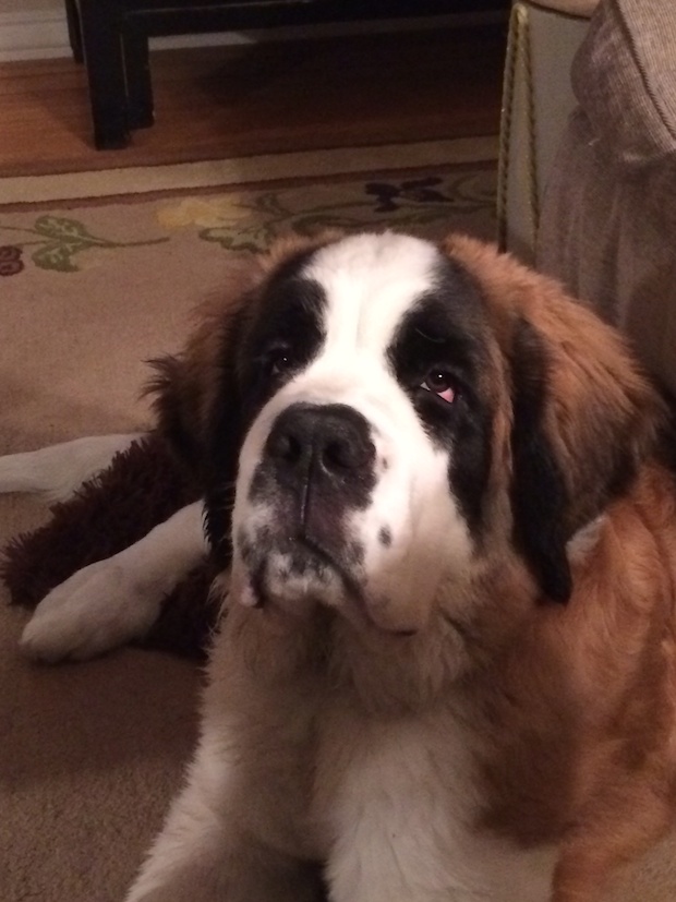Despite What Strangers Assume My Massive Dog Does Great In Despite What Strangers Assume My Massive Dog Does Great In Little Apartment