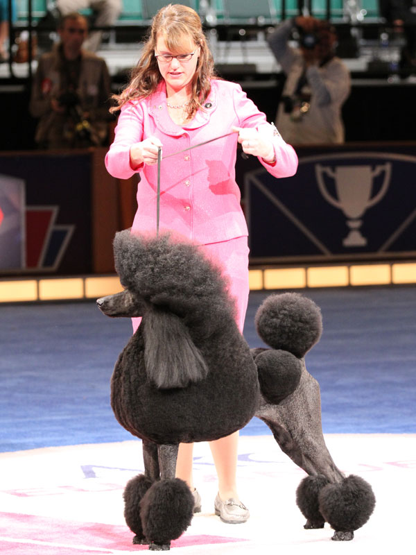 Here's Who Won the AKC/Eukanuba National Championship Dog Show Dogster