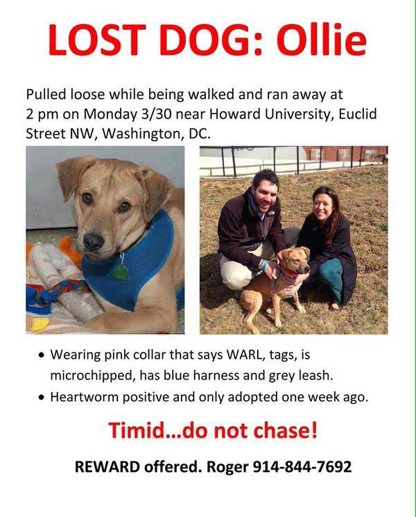 missing dog teddy