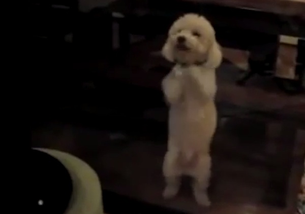 puppies dancing to music