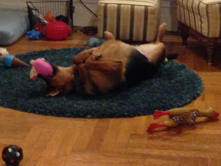 How to Occupy (and Tire Out) a Dog Who's Bored and Restless