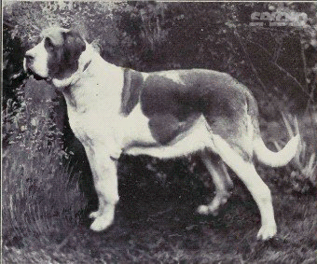 How Have Dogs Changed After 100 Years of "Purebreeding"?