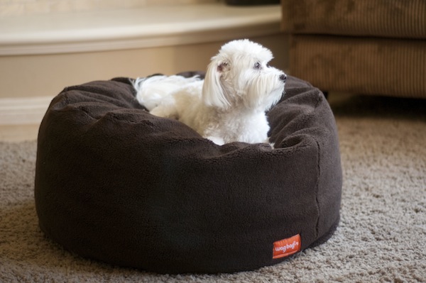 Dog Beds Dogster Dogster Reviews We Give The Wagbagzzz Pet Bed A Whirl
