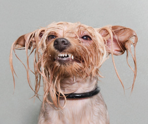 We Interview Sophie Gamand, The Photographer Behind the Wet Dog Photo