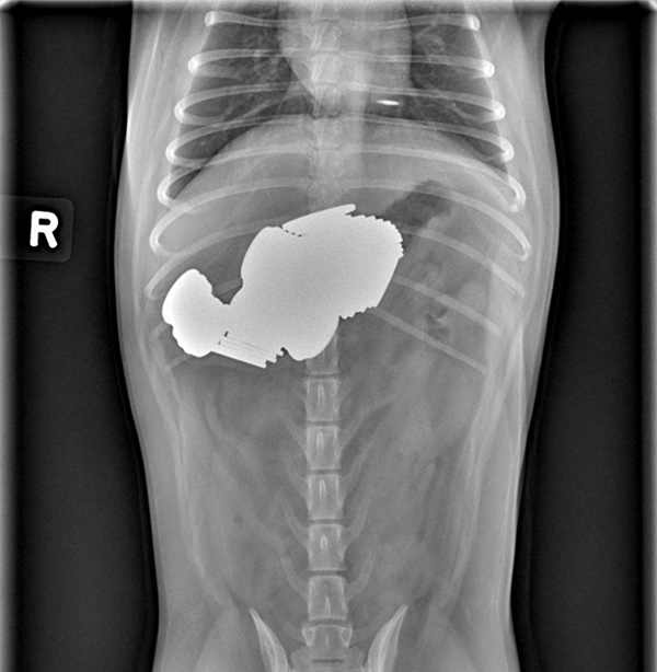 What Do Dogs Eat? EVERYTHING, According to These XRays