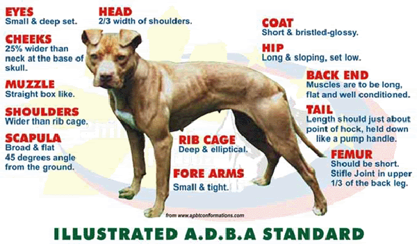 American Pitbull Terrier Growth Chart