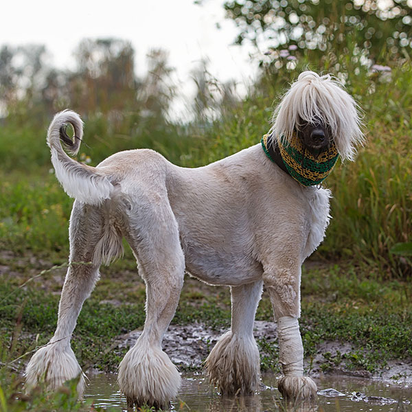 [Image: afghan-hound-clipped.jpg]