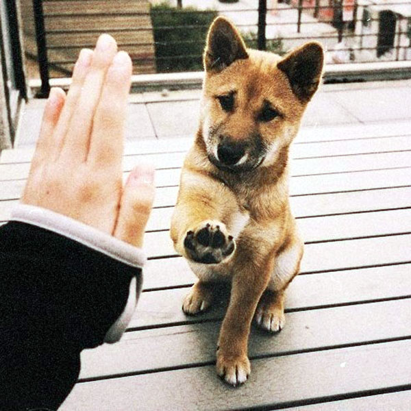 Find Your Joy With These Akita Puppy Pictures