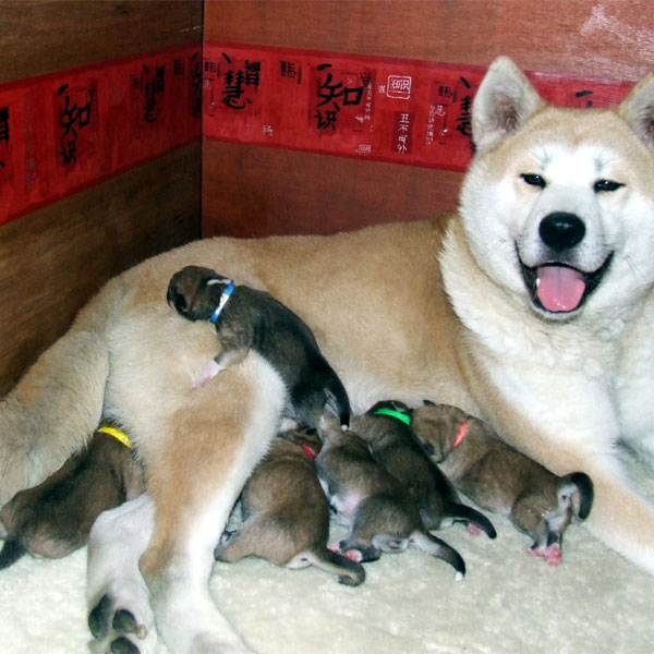 Find Your Joy With These Akita Puppy Pictures