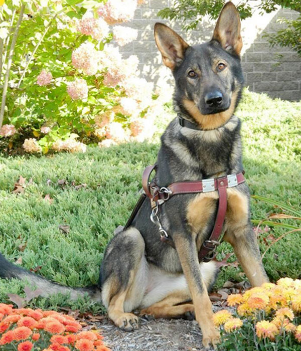 What Happens to Guide Dogs When They Retire? 3 Stories Dogster