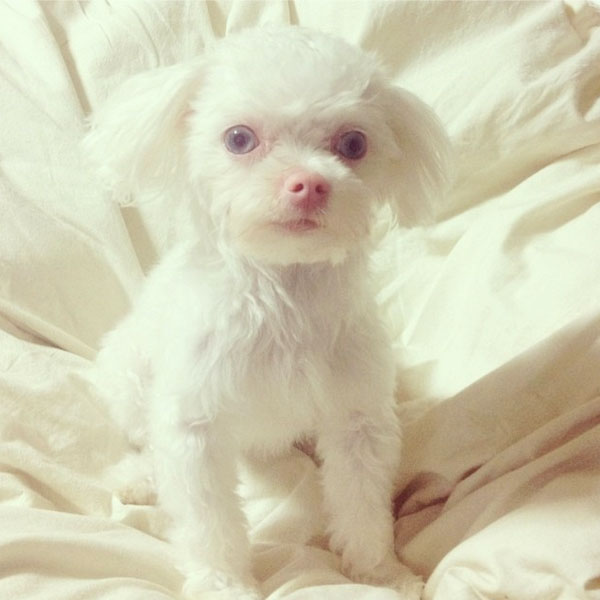 white dog with pink nose