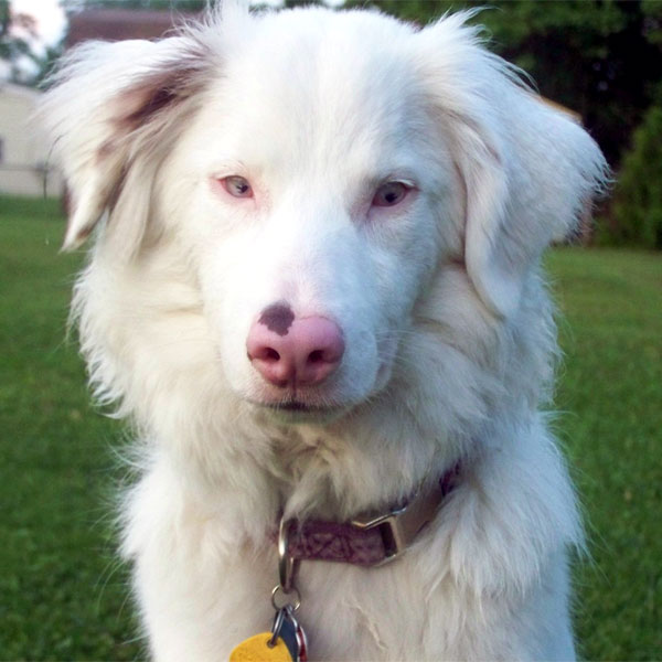 white dog with pink nose