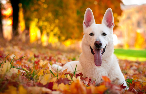 How To Get Your Dogs Attention How To Get Your Dogs Attention