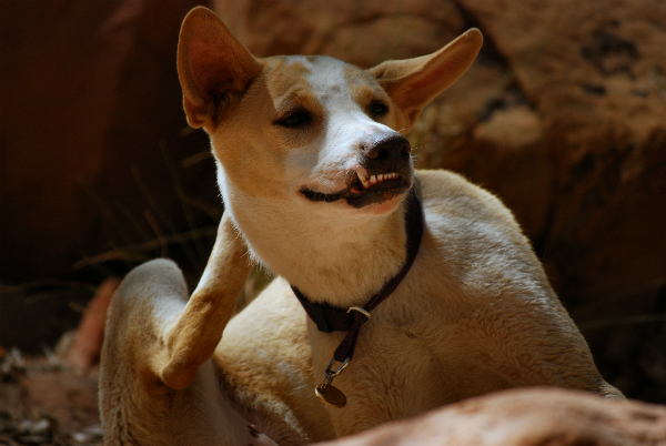 egyptian baladi dog breed