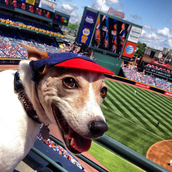 The Best Dog Names Inspired by Major League Baseball