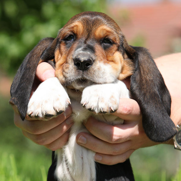 blue eyed basset hound