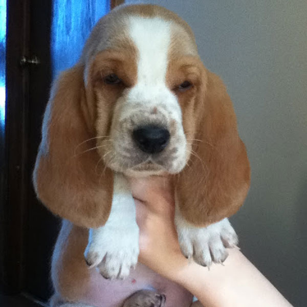 baby basset hounds